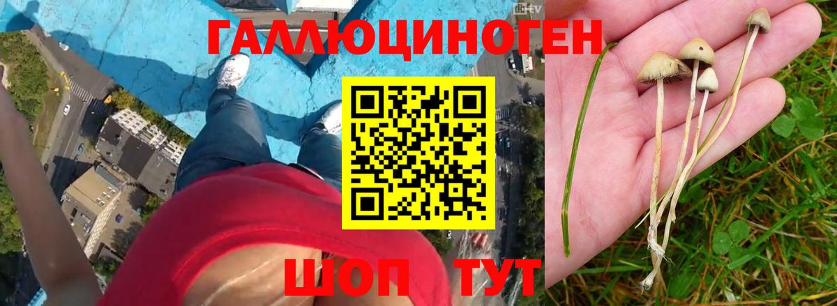 Псилоцибиновые грибы Psilocybe  Вход с VPN  Заинск 